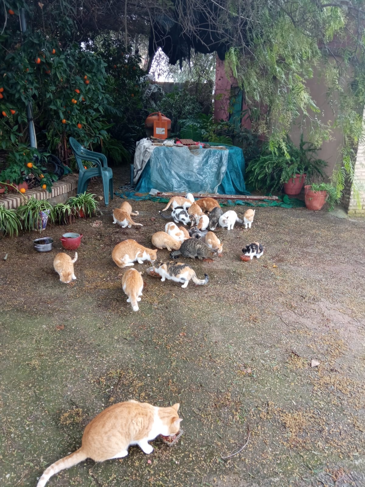 colonia de gato