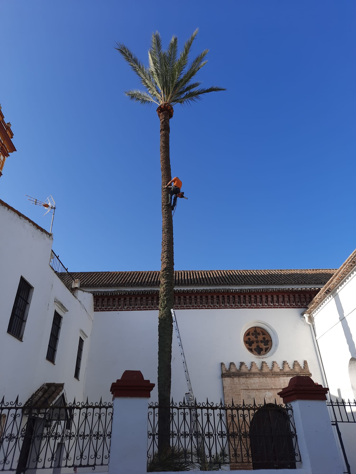 palmera