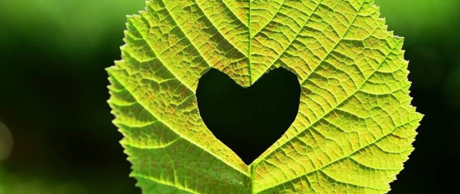 corazones-verdes-en-twitter-esto-es-lo-que-piden-quienes-han-sumado-el-emoji-a-su-alias